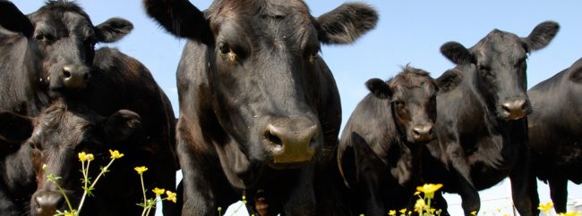 2026 Grant County Fair Beef ID