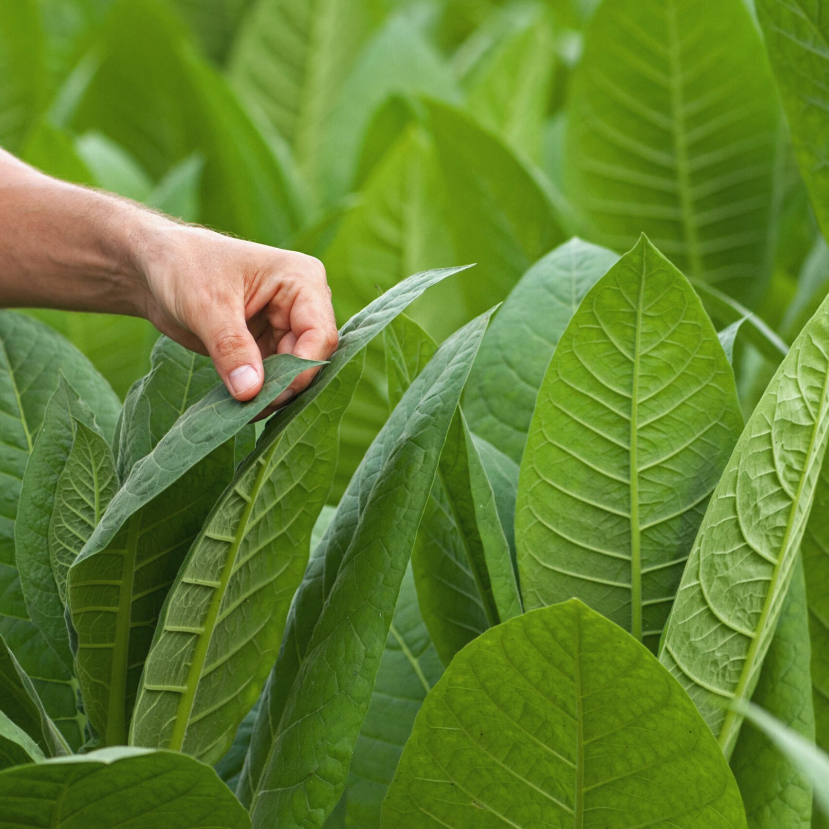 GAP Training for Tobacco Producers