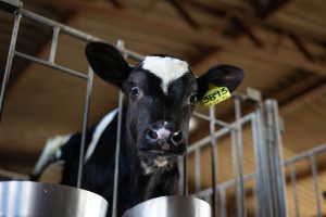 Badger Dairy Insight Webinar Series