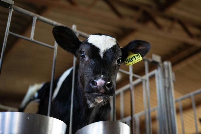 Badger Dairy Insight Webinar Series