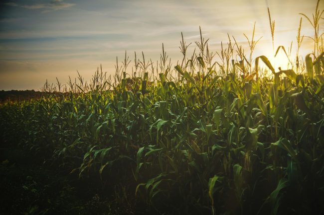 decorative picture of corn field