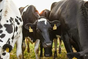 Artificial Insemination Training – March