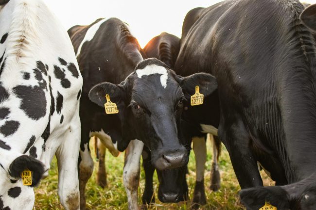 Artificial Insemination Training – March